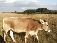 Kuh, Kalmyk-Rasse — Foto 8