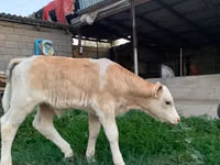 सांड, मोंबेलियार्ड — फ़ोटो 2