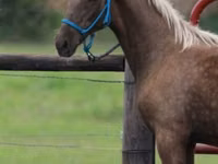 雄馬, Black Sea breed — 写真 4