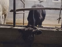 Toro, Ganado vacuno — foto 3