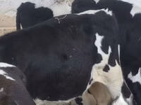 雄牛, Russian Black pied cattle — 写真 1