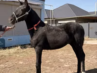 Kuda jantan, Arabian horse — foto 6