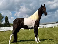 Caballo, Tennessee Walking Horse — foto 4