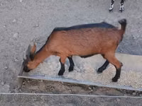 雌ヤギ, Alpine goat — 写真 4