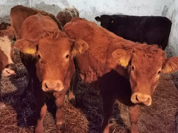 Rinder (Partie, Geschlecht nicht angegeben), Limousin-Kuh