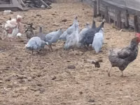 Guinea fowl — 写真 1