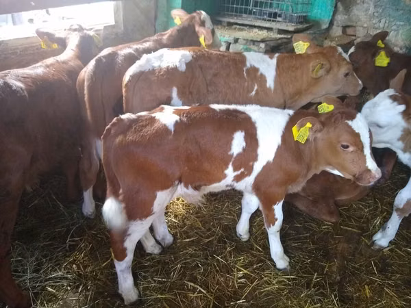 Bovins (lot, sexe non indiqué), Vache limousine