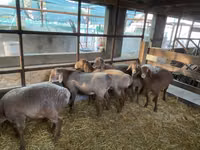 Oveja, Tian-Shan semifinewool sheep — foto 3