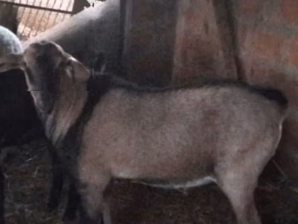 Cabro, Nubian Goat