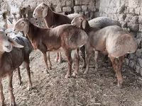 Domba jantan, Arashan sheep — foto 4
