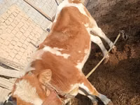 Vaca, Simmental cattle — foto 2