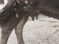 Vaca, Raza Alatau — foto 6