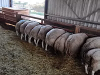 雄羊, Beltex sheep — 写真 1