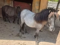 Kuda betina, Shetland Pony — foto 2