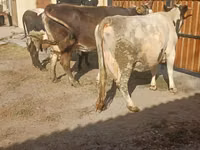 Vaca, Raza Holstein — foto 5