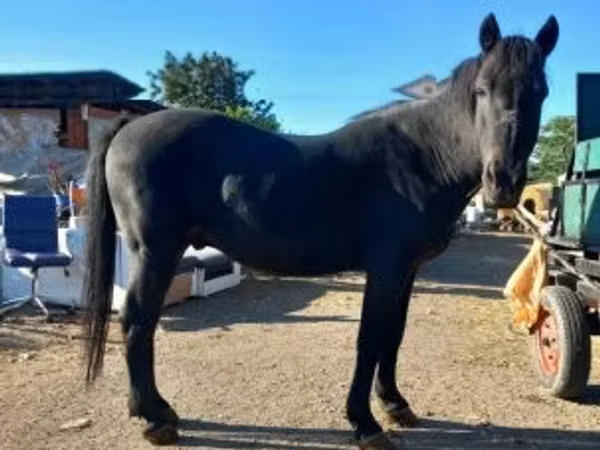 Cheval, Chevaux