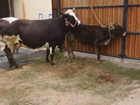 Vaca, Raza Alatau — foto 6
