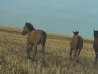 Cheval, Bashkir horse — photo 8
