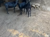 Cabra, Murcia-Granada goats — foto 2