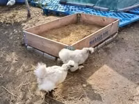 Ayam Denmark — foto 2
