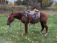 雄馬, Quarter Horse — 写真 3