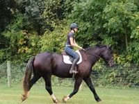 Caballo, Percheron — foto 7