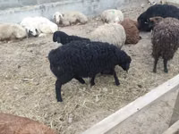Sheep, Sheep — photo 8