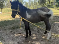 Jument, Australian Pony — photo 1