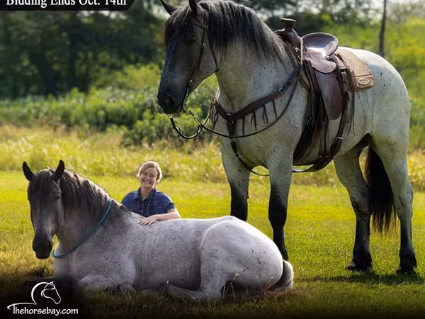 Caballo, Percheron