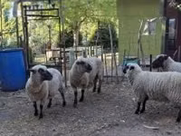 Bélier, Shroshire sheep — photo 5