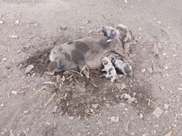 Babi betina, Pigs