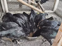 Chickens — 写真 6