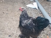 Brahma — photo 1