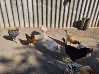 Chickens — Foto 3