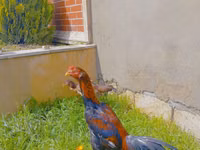Chickens — الصورة 3