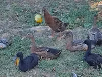 إنديان رانر — الصورة 4
