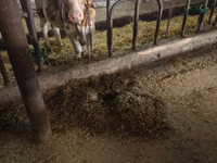 Kuh, Simmental cattle — Foto 5
