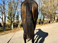 Jument, Akhal-Teke — photo 4