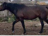 Caballo, Kushum Horse — foto 2