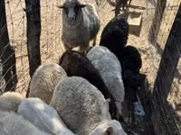 母羊, Merino sheep — 照片 7