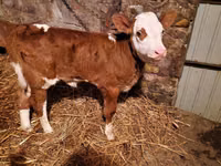 Bovinos (lote, sexo no especificado), Simmental cattle — foto 1