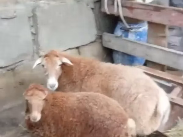 Овца, Бараны
