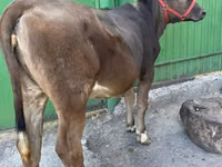 母牛, Swiss cattle — 照片 1