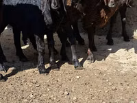 Kambing jantan, Goats — foto 2