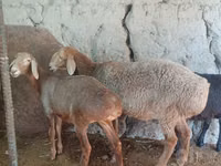 雌羊, Afghan Arabi sheep — 写真 2