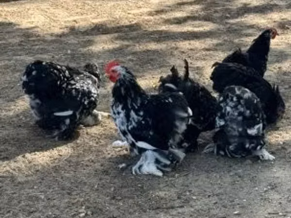 Pekin-Zwerg