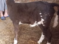 Kuh, Simmental cattle — Foto 4