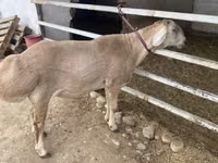 雄羊, Rhon sheep — 写真 1