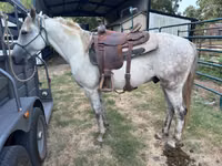 Caballo, Missouri foxtrotter — foto 3