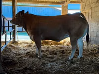 Sapi, Partenaise cattle — foto 1